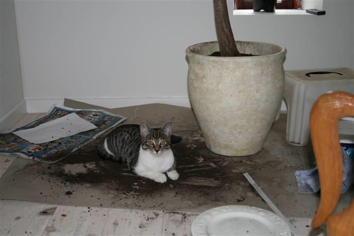 Blanding af racer Mickey og Mikkel - Mikkel taget på fersk gerning, piller jord op af palmen billede 15