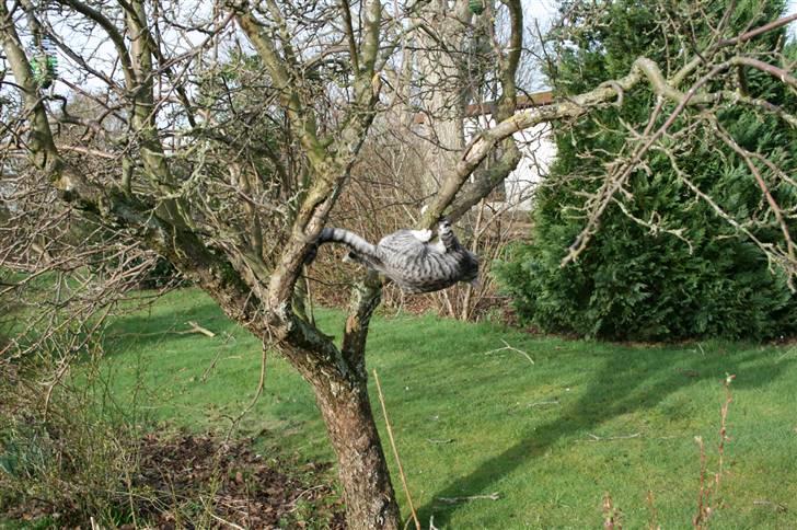 Blanding af racer Mickey og Mikkel - Mickey klatre i træ billede 16