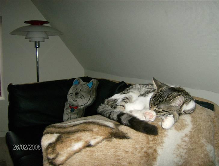 Blanding af racer Mickey og Mikkel - Invaderet sofaen billede 17