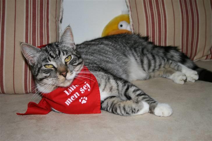 Blanding af racer Mickey og Mikkel - Mickey lille men seg billede 18