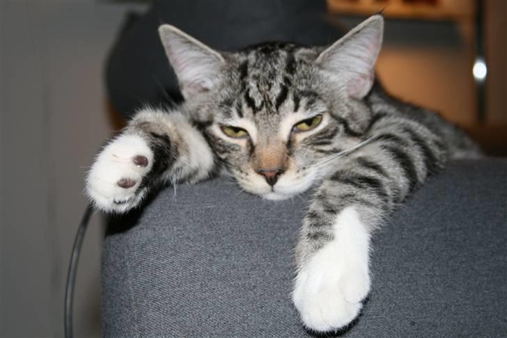 Blanding af racer Mickey og Mikkel - Træt missekat billede 19