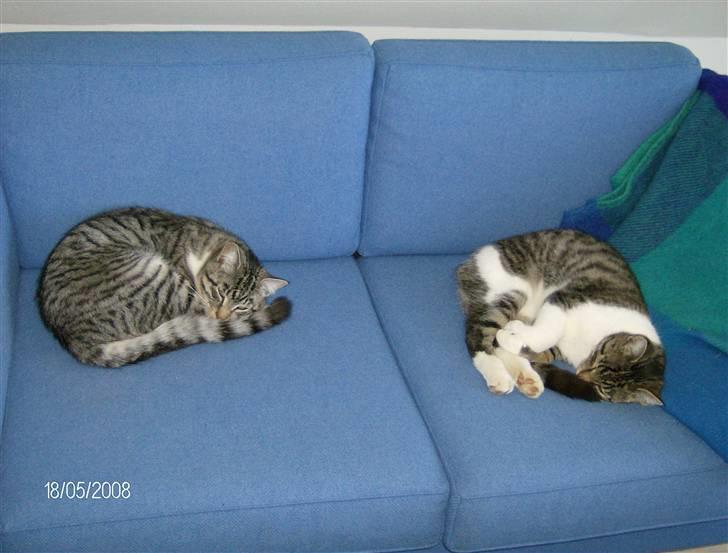 Blanding af racer Mickey og Mikkel - Invaderet den anden sofa billede 20