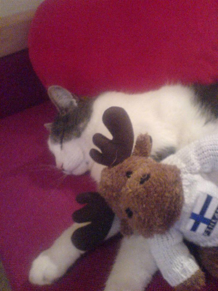 Blanding af racer Flossy (L' ;b billede 2