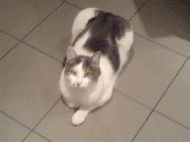 Blanding af racer Flossy (L' ;b billede 3