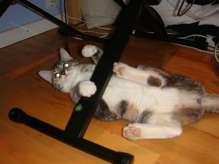 Huskat Feline - nu med kilinger billede 7