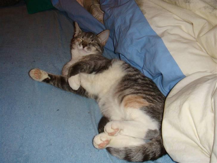 Huskat Feline - nu med kilinger billede 8