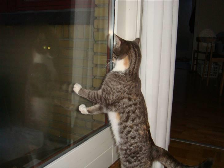 Huskat Feline - nu med kilinger billede 9