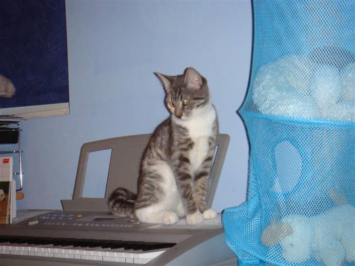 Huskat Feline - nu med kilinger billede 10