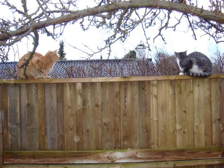 Huskat Feline - nu med kilinger billede 11