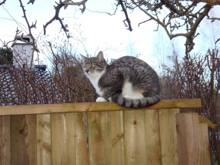 Huskat Feline - nu med kilinger billede 12