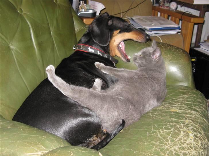 Huskat Sofabamsen **I Himlen** - Velkommen til Sofabamsens profil ;D Dette er et minde om den dejlige kat, som desværre ikke nogede at blive særlig gammel :´( billede 1