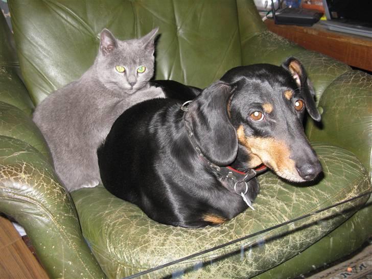 Huskat Sofabamsen **I Himlen** - Sofabamsen & Trine - de bedste venner! ;D billede 2