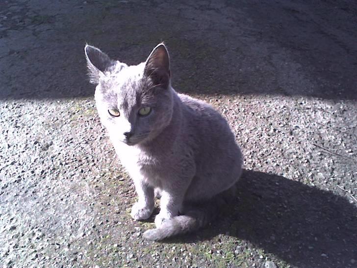 Huskat Sofabamsen **I Himlen** billede 3