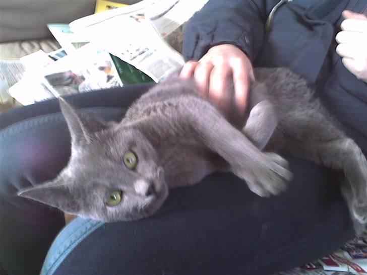 Huskat Sofabamsen **I Himlen** billede 4