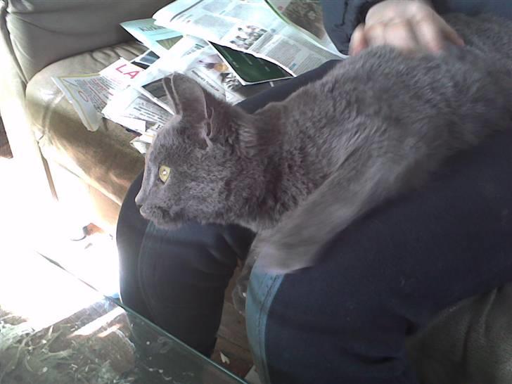 Huskat Sofabamsen **I Himlen** billede 5