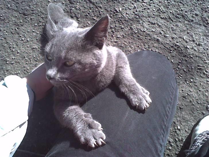 Huskat Sofabamsen **I Himlen** billede 6