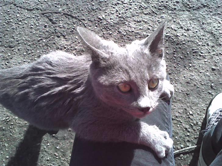 Huskat Sofabamsen **I Himlen** billede 7