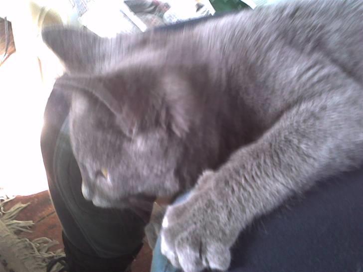 Huskat Sofabamsen **I Himlen** billede 8