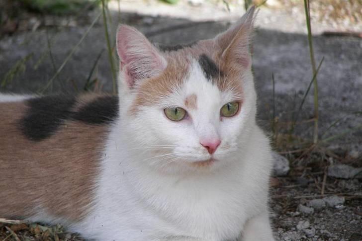 Blanding af racer Hittemis *løbet hjemmefra billede 1