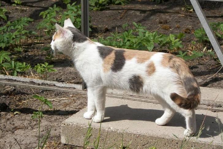 Blanding af racer Hittemis *løbet hjemmefra billede 2