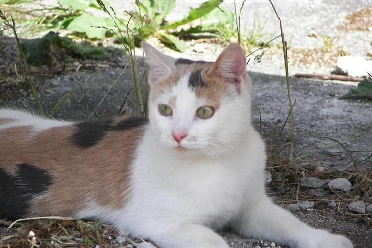 Blanding af racer Hittemis *løbet hjemmefra billede 3