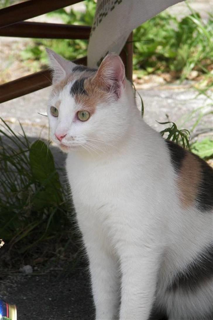 Blanding af racer Hittemis *løbet hjemmefra billede 4