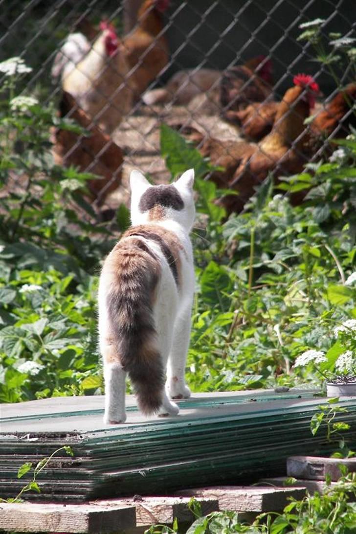 Blanding af racer Hittemis *løbet hjemmefra - Hvad er det ??? Høns, sådan nogen har jeg aldrig før set... billede 5