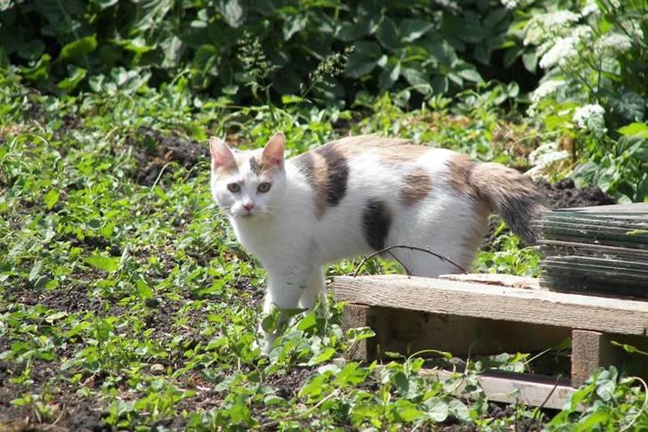 Blanding af racer Hittemis *løbet hjemmefra billede 6