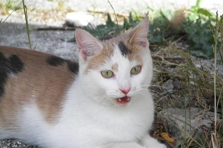 Blanding af racer Hittemis *løbet hjemmefra - Jeg snakker lige lidt.. billede 7