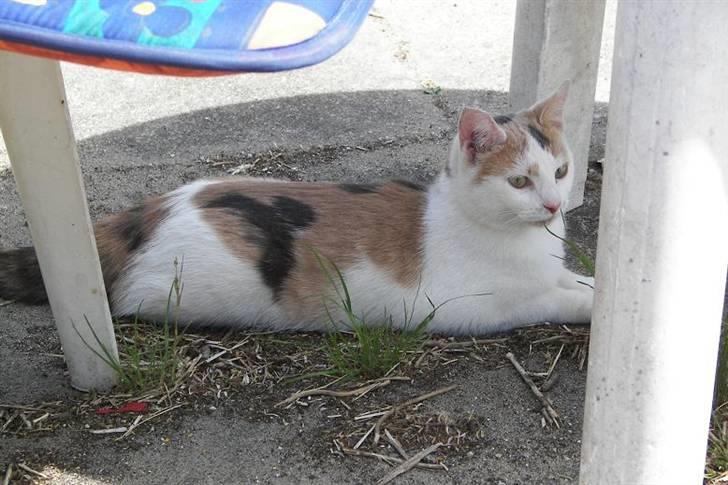 Blanding af racer Hittemis *løbet hjemmefra billede 8