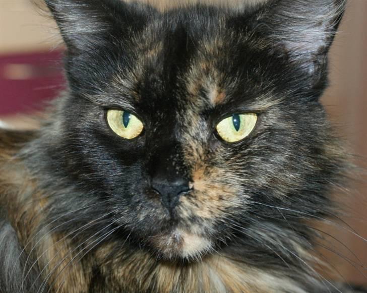 Maine Coon Bæklund´s Grace billede 1