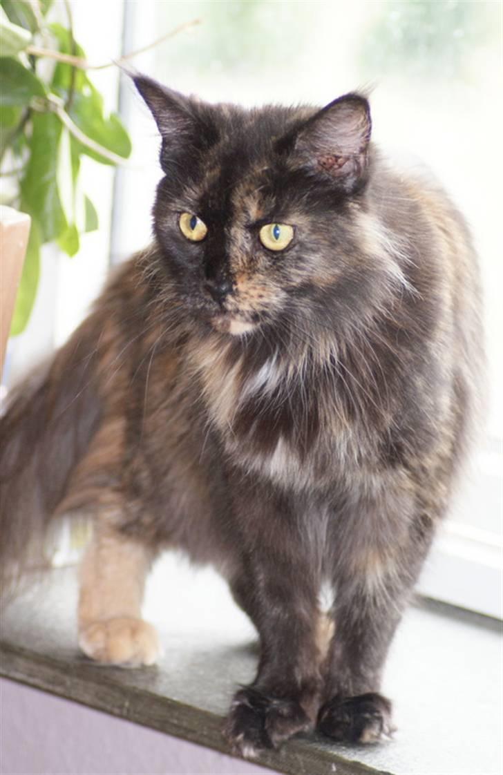 Maine Coon Bæklund´s Grace billede 2