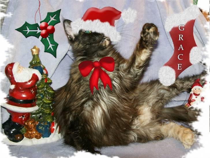 Maine Coon Bæklund´s Grace billede 3