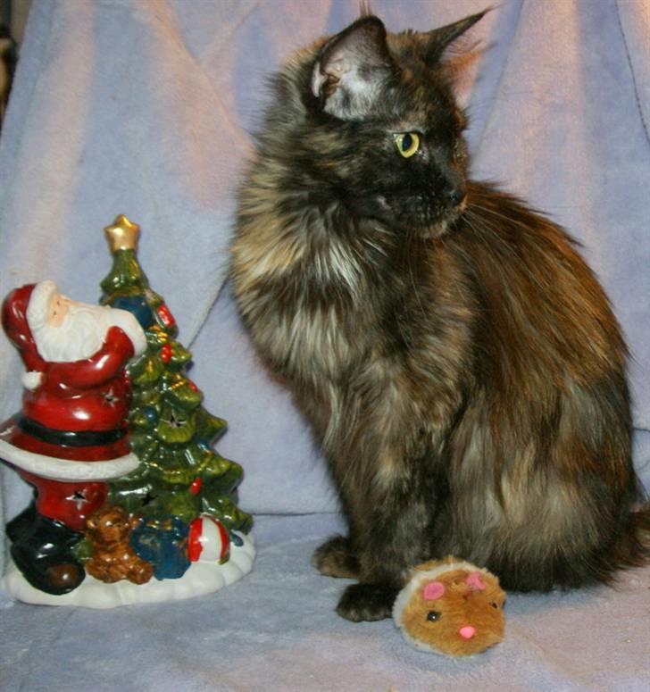 Maine Coon Bæklund´s Grace billede 4