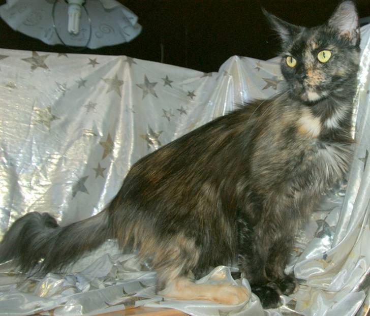 Maine Coon Bæklund´s Grace billede 5