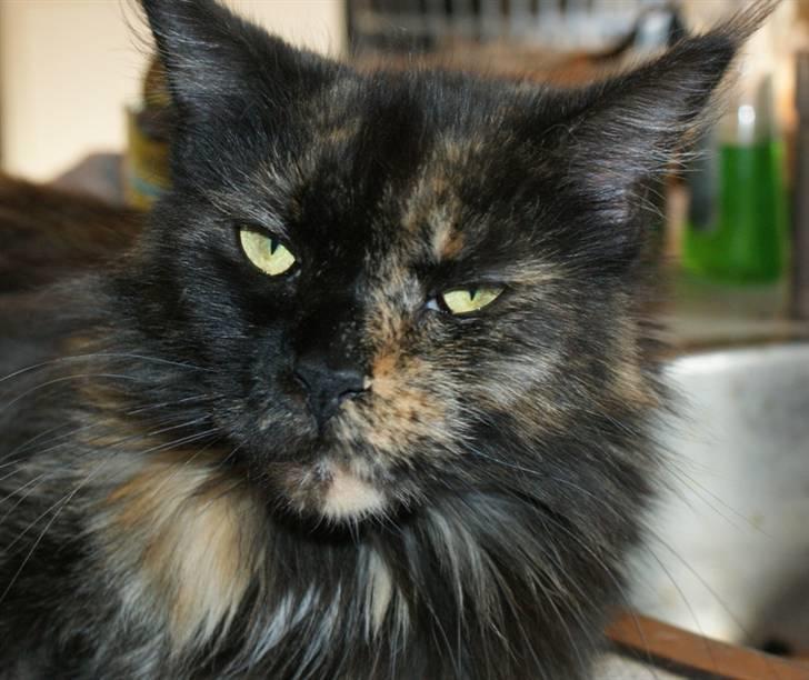 Maine Coon Bæklund´s Grace billede 6