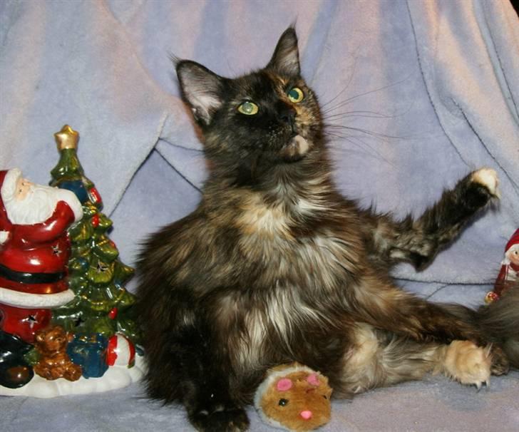 Maine Coon Bæklund´s Grace billede 7