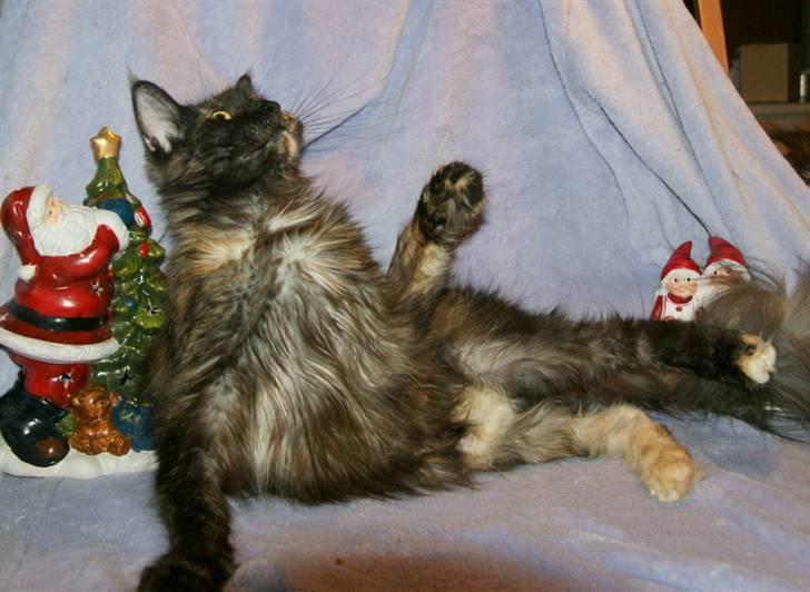 Maine Coon Bæklund´s Grace billede 8