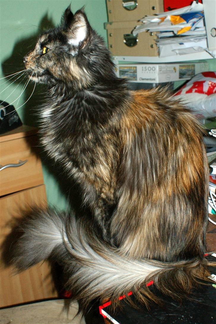 Maine Coon Bæklund´s Grace billede 9