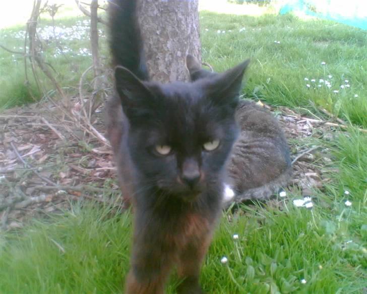 Blanding af racer oline billede 4