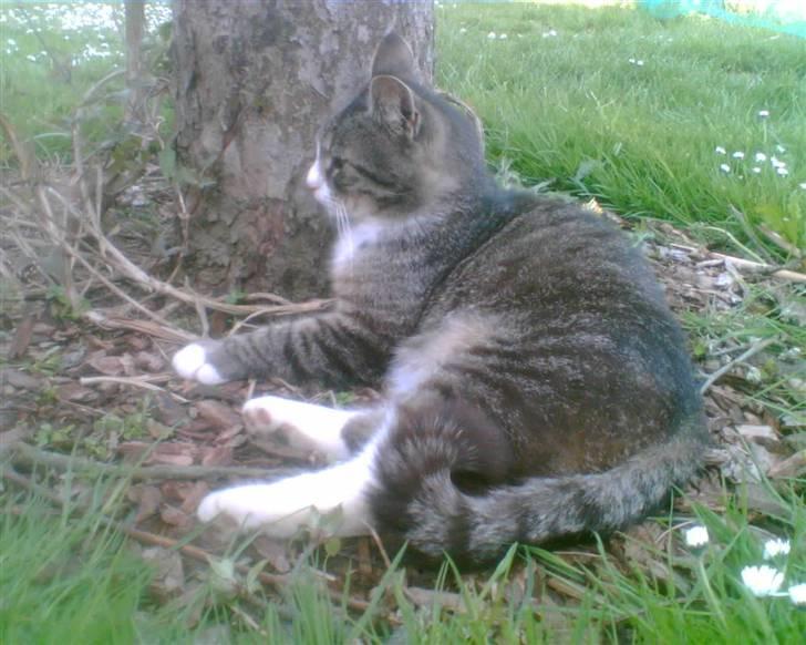 Blanding af racer Bølle billede 6