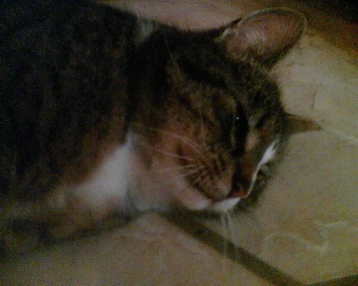 Blanding af racer Bølle billede 7