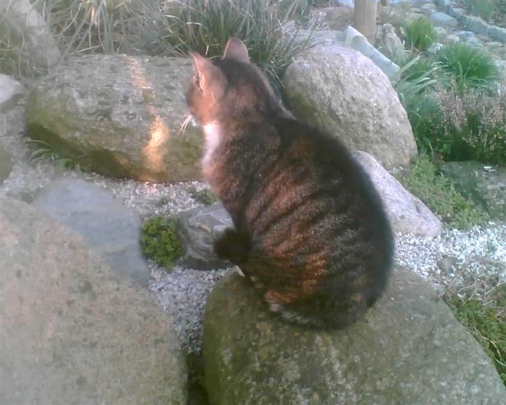 Blanding af racer Bølle billede 8