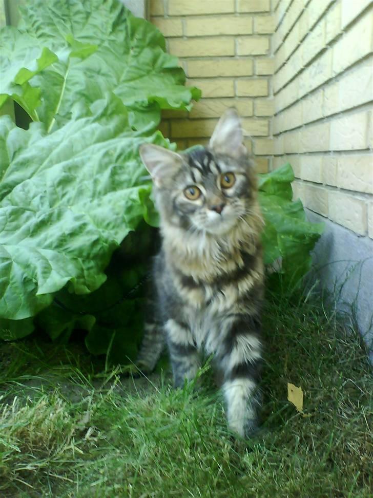 Maine Coon Alma billede 11