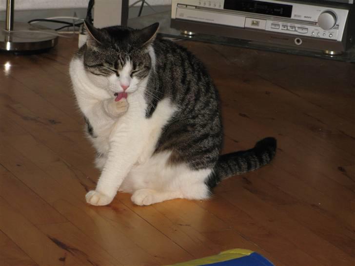 Huskat Beauty - Ja ren skal man jo være. Andet er noget fy billede 8