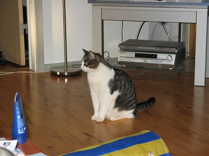 Huskat Beauty - Se mig mor. Jeg kan ligne en statue billede 9