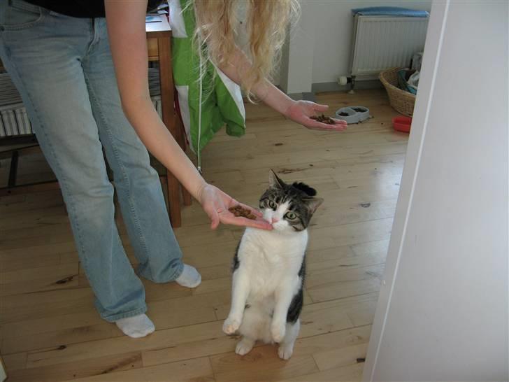 Huskat Beauty - Uhmm.. spændende guf billede 11