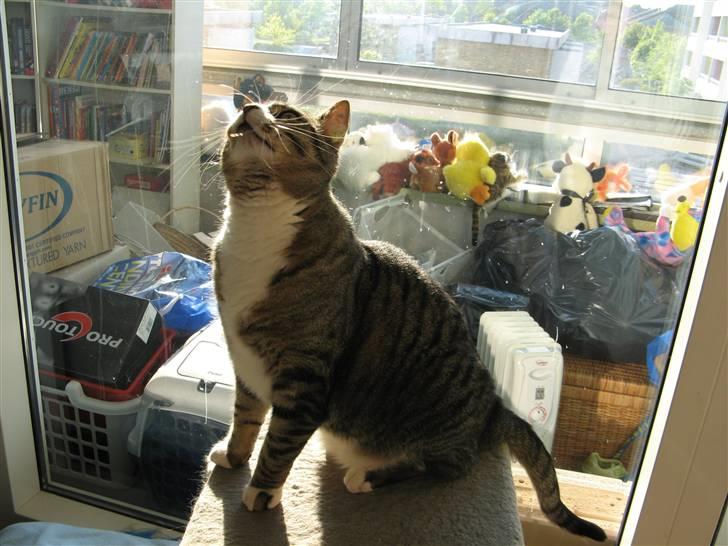 Huskat Bølle - Ja det er der så endnu, hvad det så end er, jeg har fået øje på deroppe billede 6