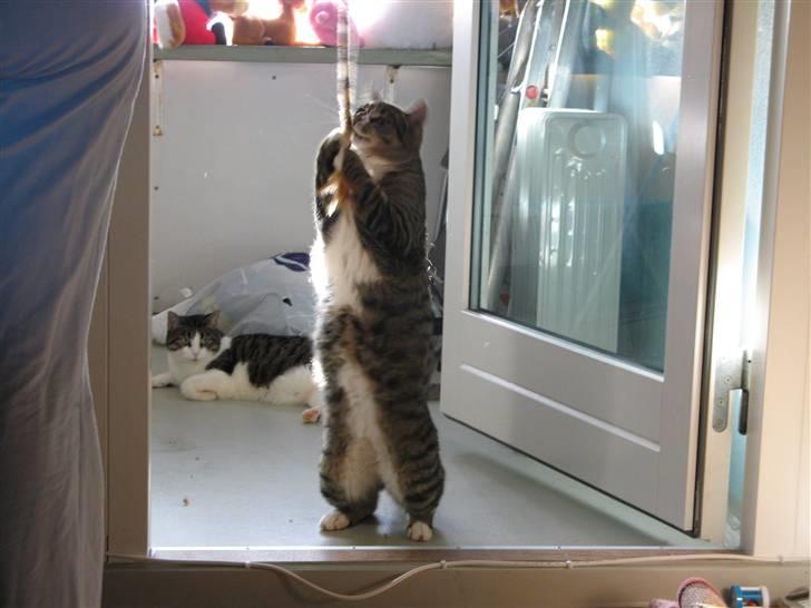 Huskat Bølle - Sikke lang og fin jeg er billede 7