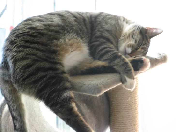 Huskat Bølle - Ja.. Man trænger jo til at sove ind imellem.  billede 8